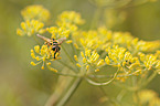 hoverfly