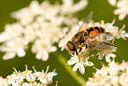 hoverfly