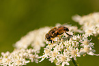 hoverfly