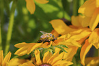 hoverfly