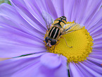 hoverfly