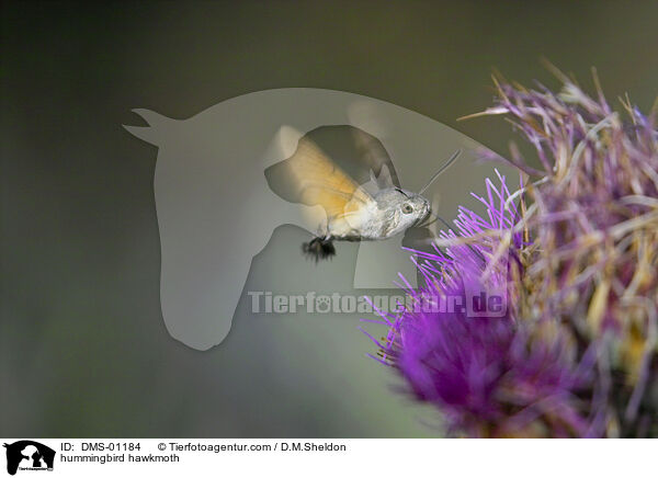 hummingbird hawkmoth / DMS-01184