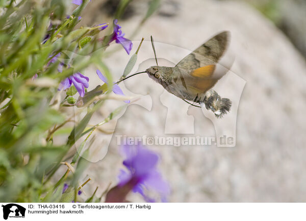 Taubenschwnzchen / hummingbird hawkmoth / THA-03416