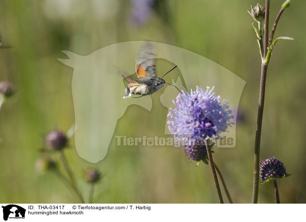 Taubenschwnzchen / hummingbird hawkmoth / THA-03417