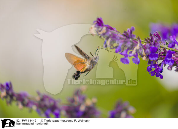hummingbird hawkmoth / PW-13445