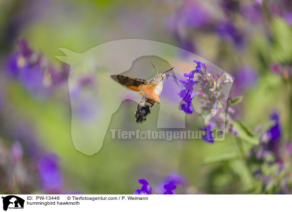hummingbird hawkmoth / PW-13446