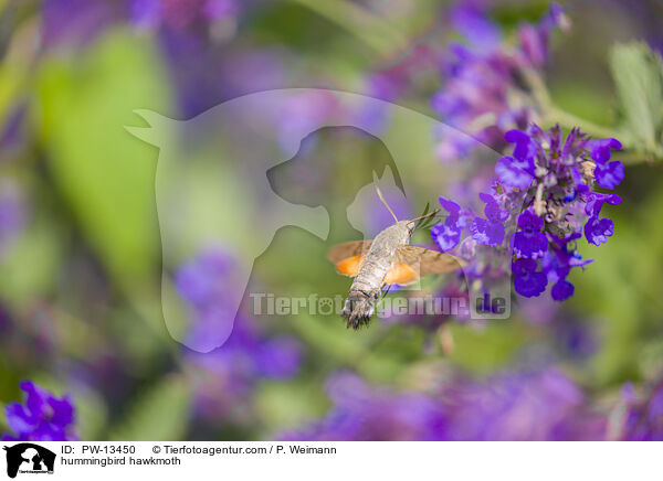 Taubenschwnzchen / hummingbird hawkmoth / PW-13450