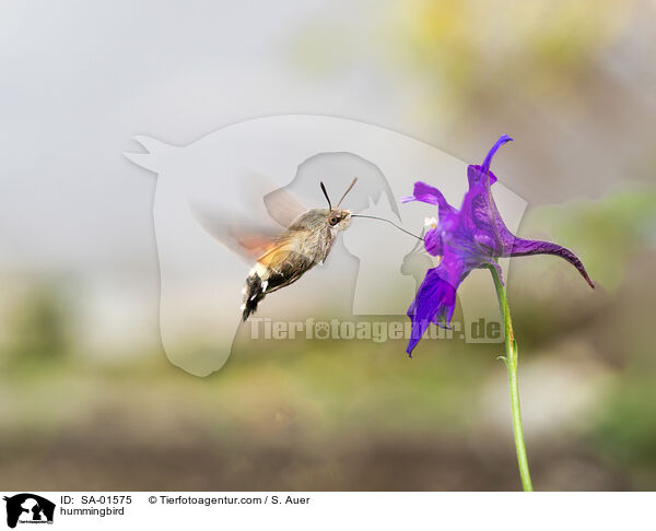 hummingbird / SA-01575