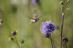 hummingbird hawkmoth