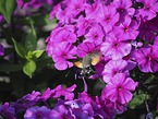 flying Hummingbird Hawk moth
