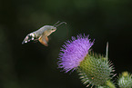 hummingbird hawkmoth