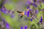 hummingbird hawkmoth