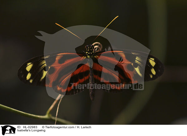 Isabella's Longwing / HL-02983