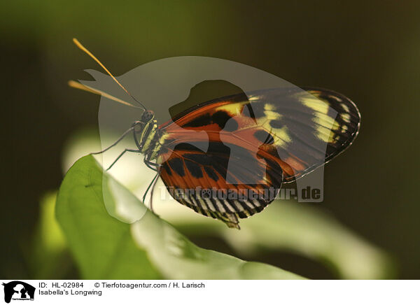 Isabella's Longwing / HL-02984