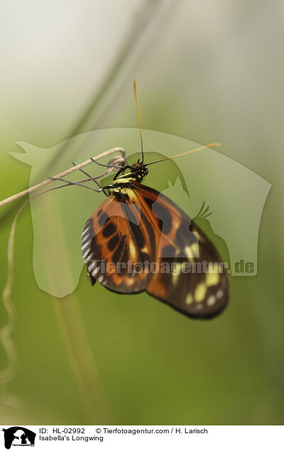Isabella's Longwing / HL-02992