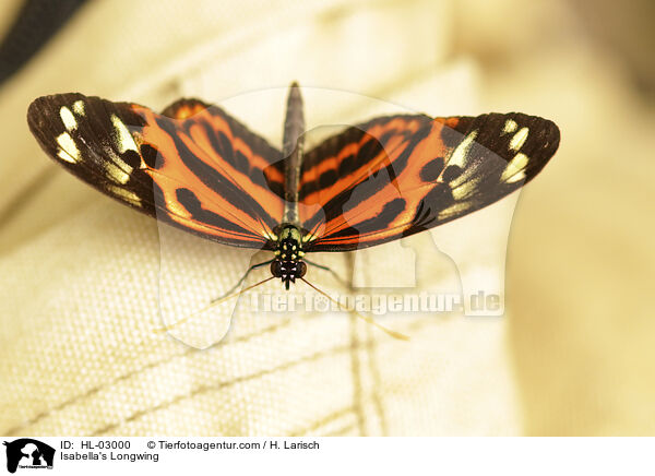 Isabella's Longwing / HL-03000