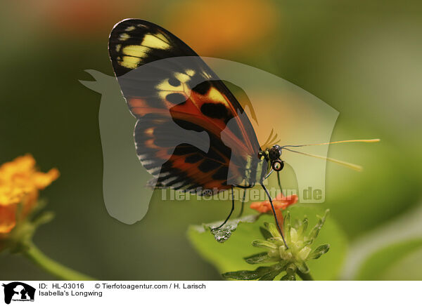 Schne Isabella / Isabella's Longwing / HL-03016