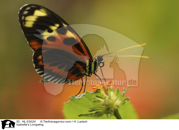 Schne Isabella / Isabella's Longwing / HL-03024