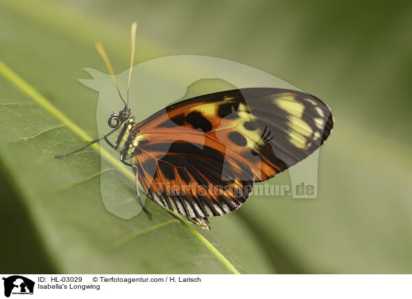 Isabella's Longwing / HL-03029