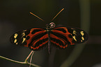 Isabella's Longwing
