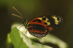 Isabella's Longwing