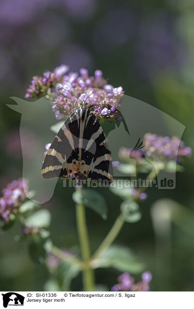 Russischer Br / Jersey tiger moth / SI-01336