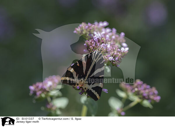 Jersey tiger moth / SI-01337