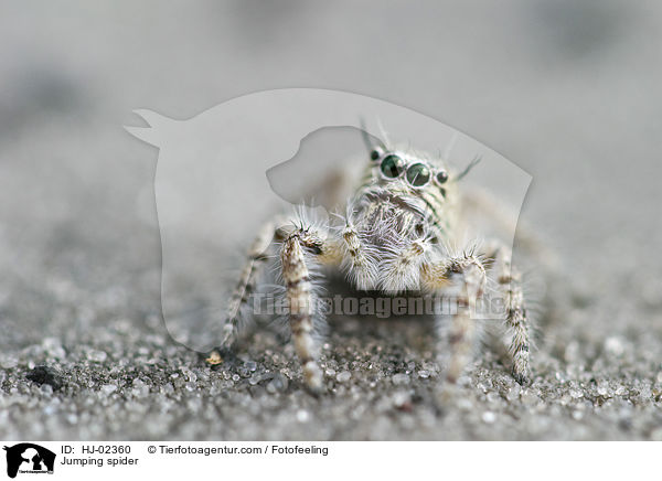 Springspinne / Jumping spider / HJ-02360