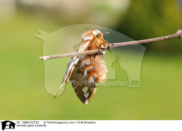 Birkenspinner / kentish glory butterfly / DMS-02722