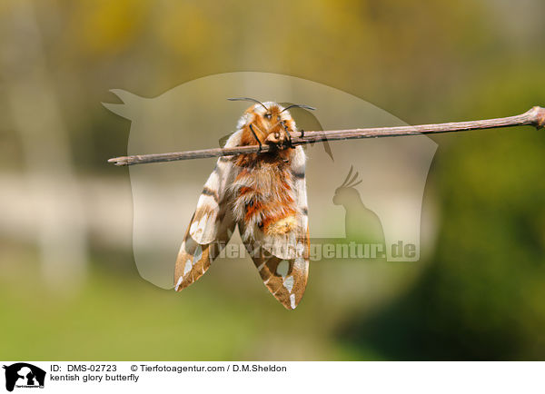 Birkenspinner / kentish glory butterfly / DMS-02723