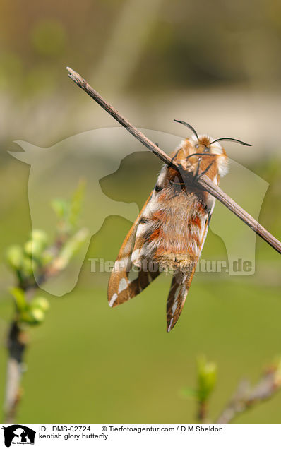 Birkenspinner / kentish glory butterfly / DMS-02724
