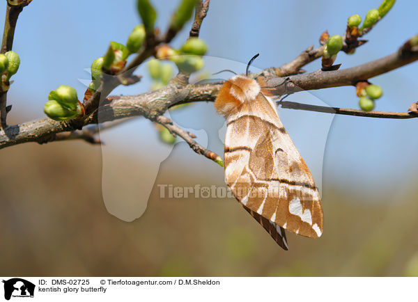 Birkenspinner / kentish glory butterfly / DMS-02725