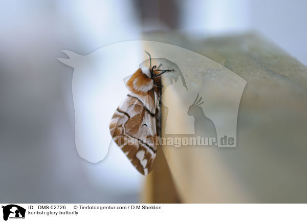 Birkenspinner / kentish glory butterfly / DMS-02726