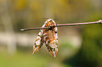 kentish glory butterfly