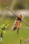 kentish glory butterfly