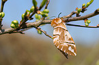 kentish glory butterfly