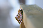 kentish glory butterfly