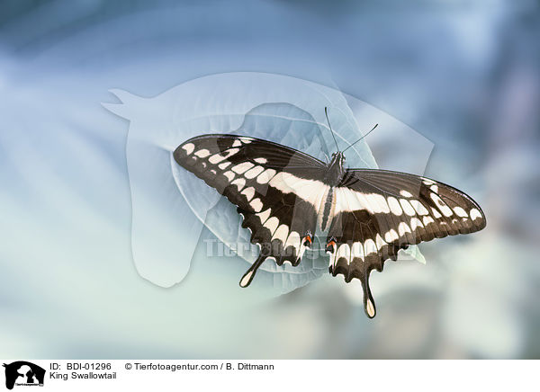 Knigs-Schwalbenschwanz / King Swallowtail / BDI-01296