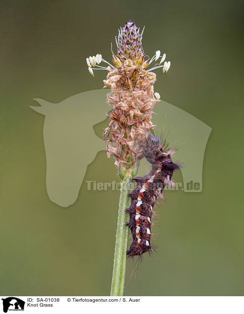 Ampfer-Rindeneule / Knot Grass / SA-01038