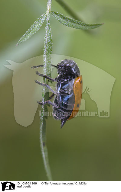 leaf beetle / CM-01366