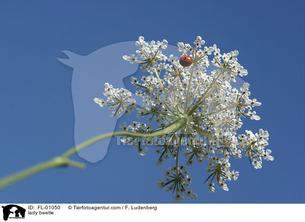 Marienkfer / lady beetle / FL-01050