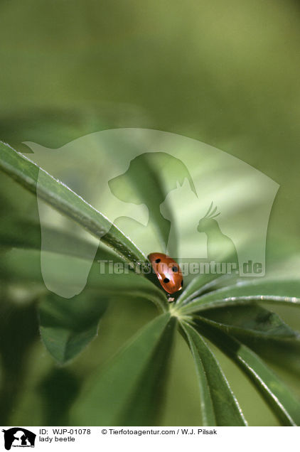 Marienkfer / lady beetle / WJP-01078