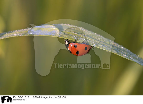 Marienkfer / lady beetle / SO-01813