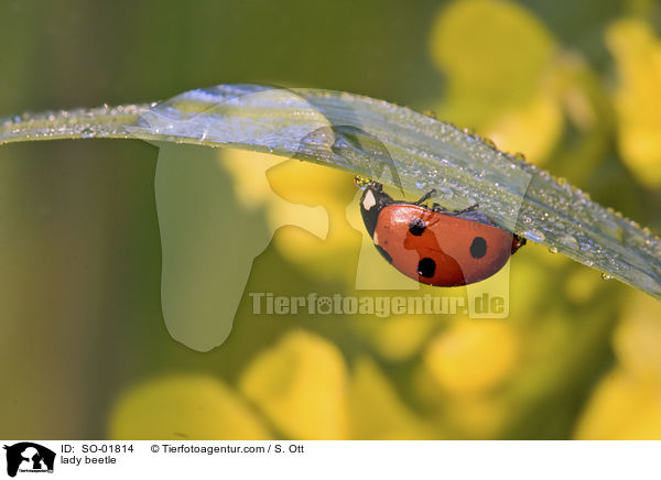 Marienkfer / lady beetle / SO-01814