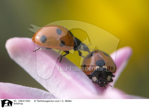 Marienkfer / ladybug / CM-01383