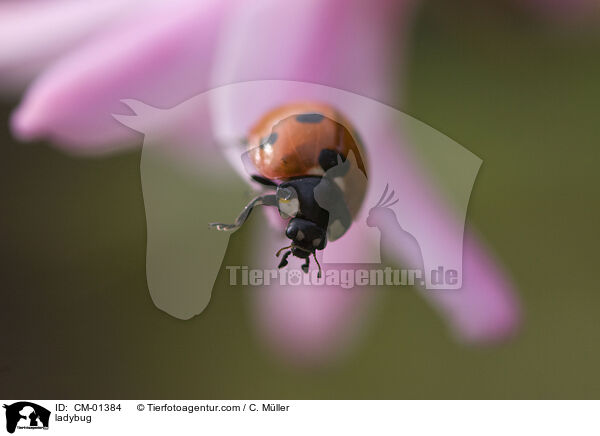 Marienkfer / ladybug / CM-01384