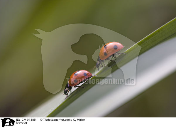Marienkfer / ladybug / CM-01385