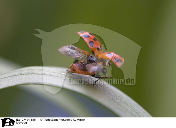 Marienkfer / ladybug / CM-01386