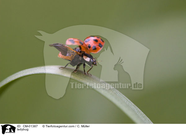 Marienkfer / ladybug / CM-01387
