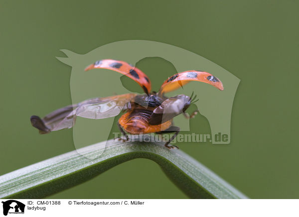 Marienkfer / ladybug / CM-01388